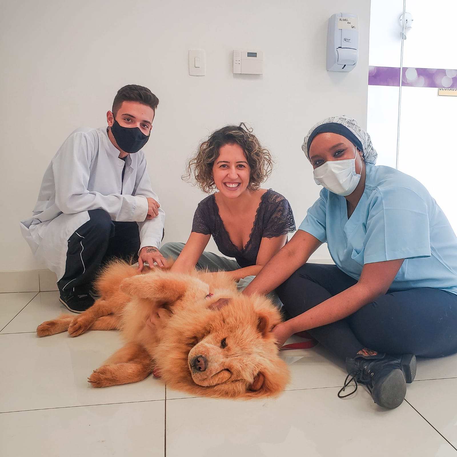 Médica veterinária anestesista fala sobre anestesia para cachorro