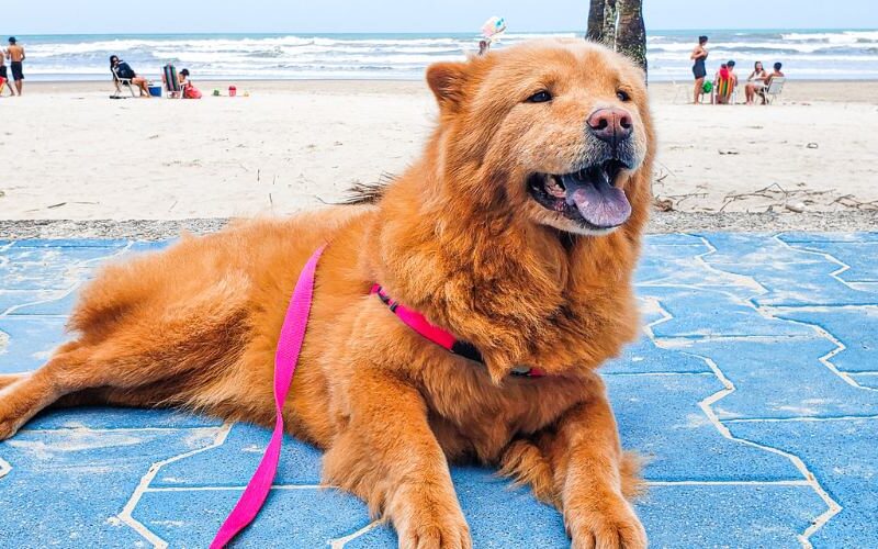 Cachorro na Praia Grande SP